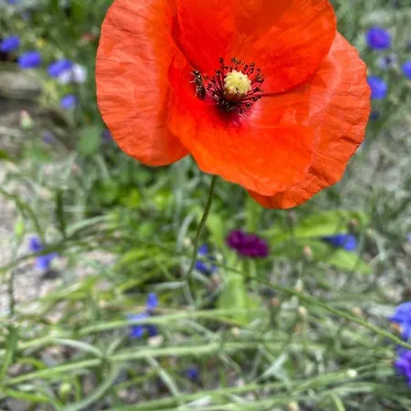 Grimmwald Tiny House 別荘 Calden