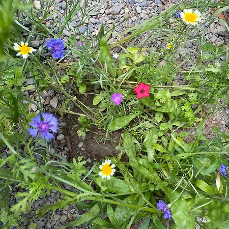 別荘 Grimmwald Tiny House *