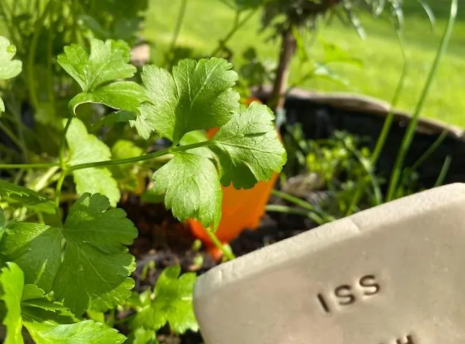 Grimmwald Tiny House * Calden