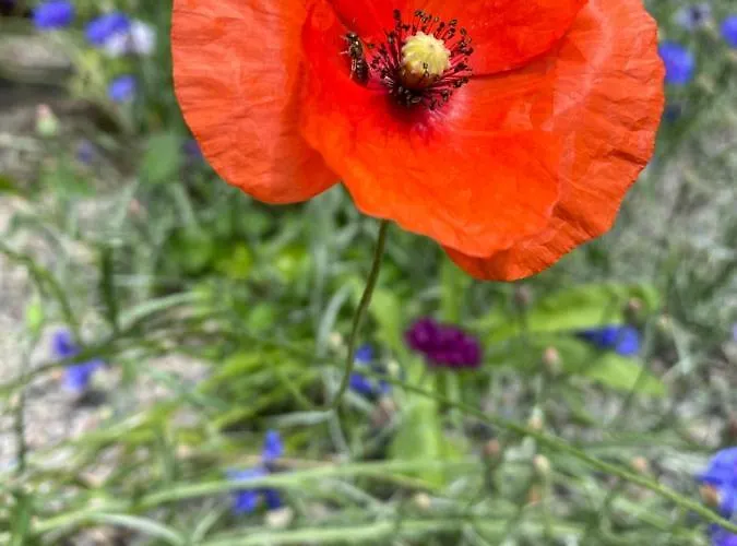 Grimmwald Tiny House بيت للعطل Calden