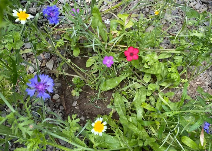 Dom wakacyjny Grimmwald Tiny House *